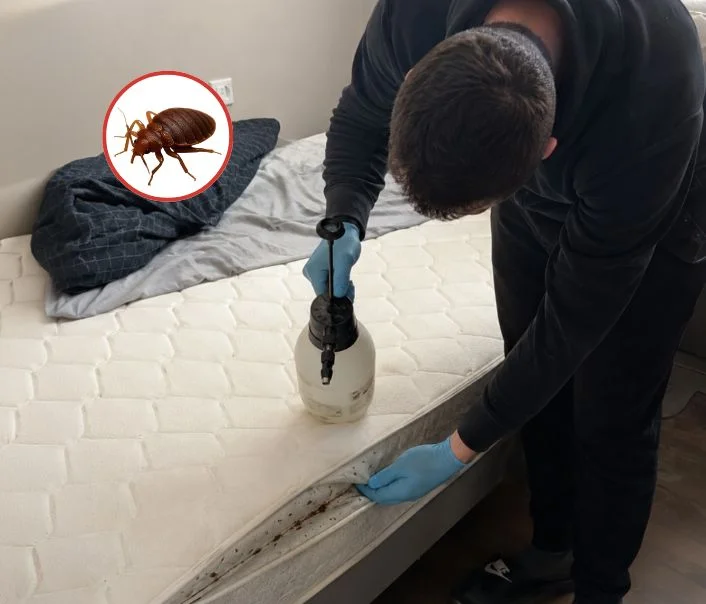 Technicien traitant un matelas contre les punaises de lit à La Grande-Paroisse